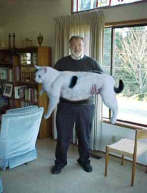 cat.jpg