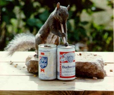 drunksquirrel.jpg