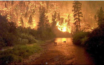 montana_fire_sm.jpg